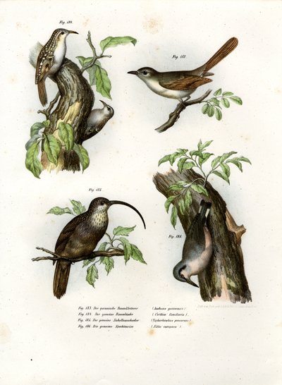 Treecreeper, 1864 av German School